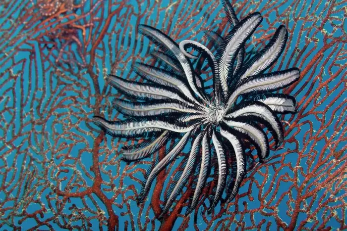 Framed Print : Feather Star (Crinoidea) feeding on a gorgonia, Great Barrier Reef, Queensland Framed Print : Feather Star (Crinoidea) feeding on a gorgonia, Great Barrier Reef, Queensland