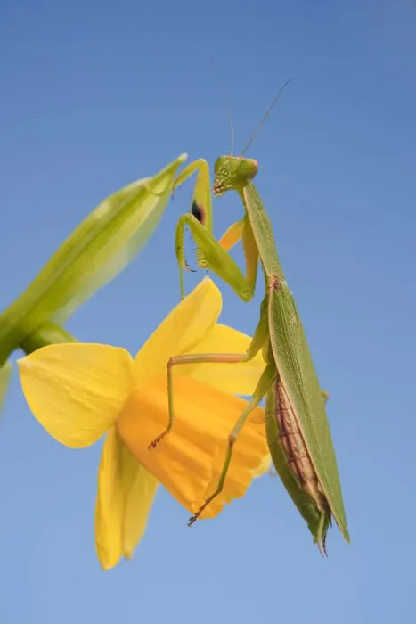 Framed Print : Female New Zealand Mantis on daffodil flower