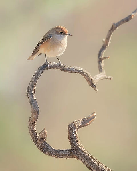 Female red-capped robin (Petroica goodenovii) perched on a stick in Vulkathunha, Australia