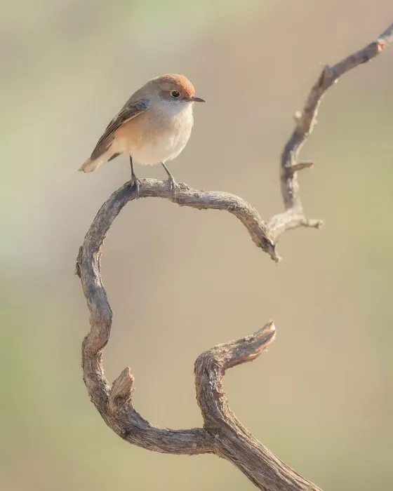 Framed Print : Female red-capped robin (Petroica goodenovii) perched on a stick in Vulkathunha, Australia Framed Print : Female red-capped robin (Petroica goodenovii) perched on a stick in Vulkathunha, Australia