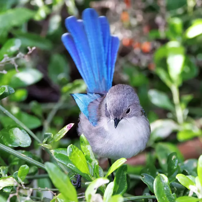 Framed Print : Female Splendid Fairywren - Malurus splendens Framed Print : Female Splendid Fairywren - Malurus splendens