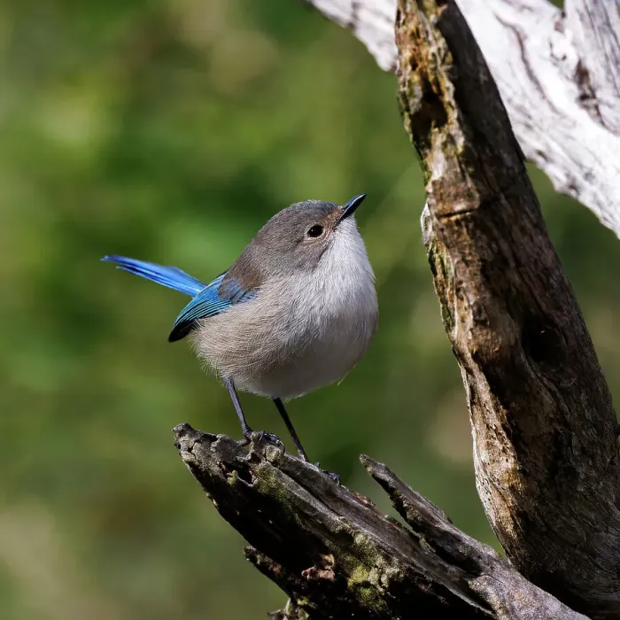 Framed Print : Female Splendid Fairywren - Malurus splendens