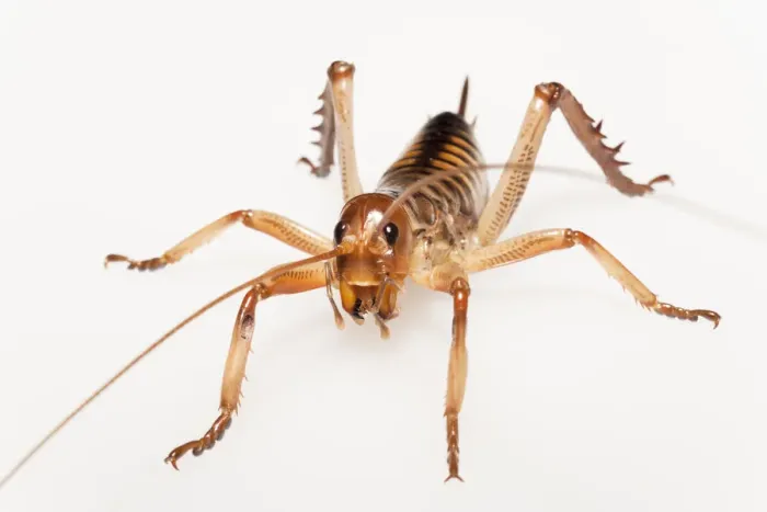 Framed Print : Female Weta (Hemideina crassidens) Framed Print : Female Weta (Hemideina crassidens)