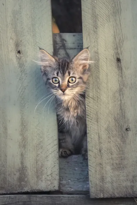 Framed Print : Feral kitten hiding between broken fence posts at dusk Framed Print : Feral kitten hiding between broken fence posts at dusk