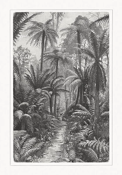 Fern forest in South Australia, wood engraving, published in 1897