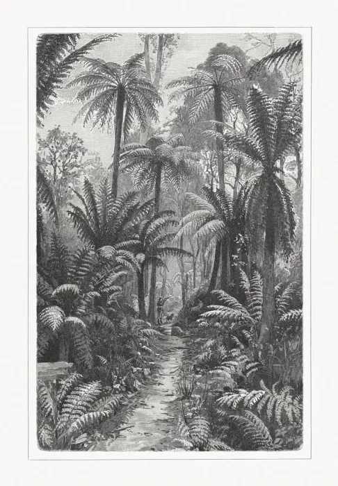 Framed Print : Fern forest in South Australia, wood engraving, published in 1897