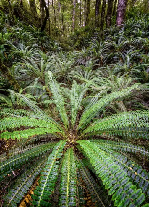 Framed Print : Fern glade, Fjordland, New Zealand south island Framed Print : Fern glade, Fjordland, New Zealand south island