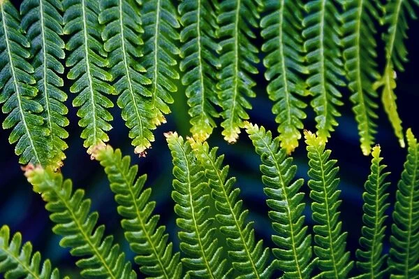 Fern Leaves Touching One Another