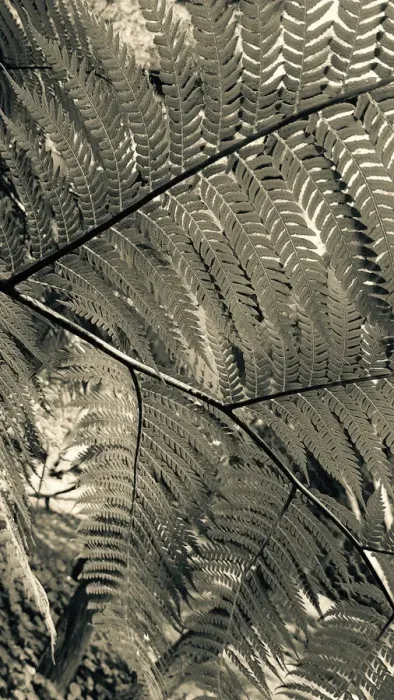 Framed Print : Fern Patterns Black and White Framed Print : Fern Patterns Black and White