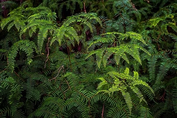 Ferns at Hidden Bay at South West Cape trail, Southwest Tasmania