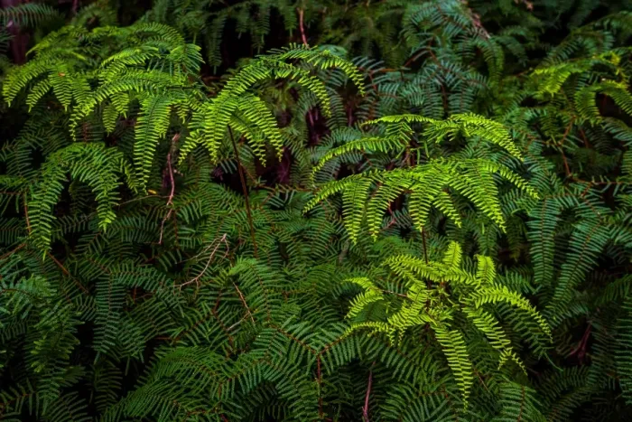 Framed Print : Ferns at Hidden Bay at South West Cape trail, Southwest Tasmania Framed Print : Ferns at Hidden Bay at South West Cape trail, Southwest Tasmania