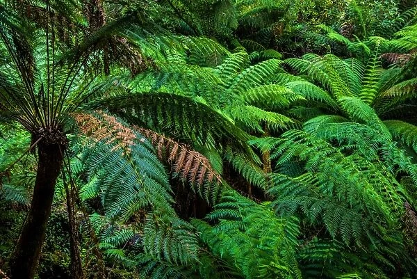 Ferns in Melba Gully, Great Otway National Park, Victoria