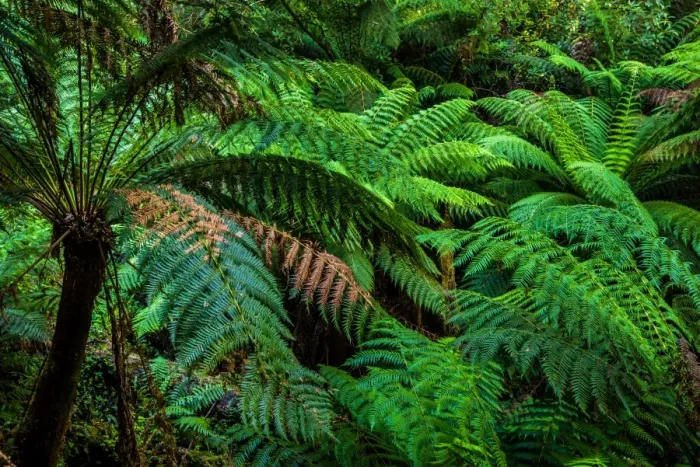Framed Print : Ferns in Melba Gully, Great Otway National Park, Victoria