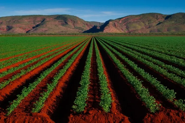 Framed Print : Field in Kununurra
