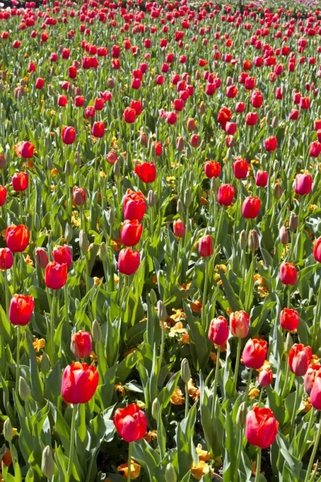 Framed Print : Field of red tulips