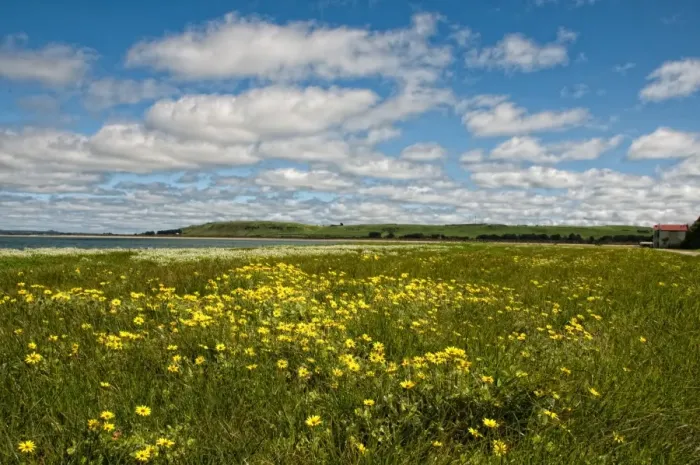 Framed Print : Fields of flowers and cloudy blue sky Framed Print : Fields of flowers and cloudy blue sky