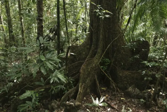 Framed Print : Fig tree (Ficus), Daintree National Park, Queensland, Australia