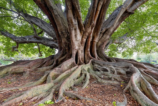Fig Tree, New South Wales, Australia