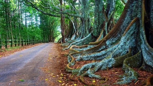 Figtrees Norfolk Island