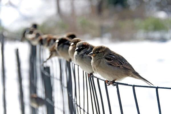 finches. Finches perched on a fence (shallow DOF)