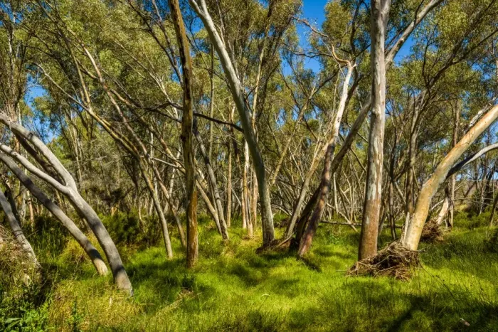 Framed Print : Finke River Framed Print : Finke River
