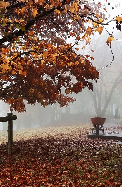 Firewood. A foggy cold morning with beautiful Autumn colours; a wheelbarrow