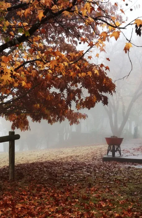 Framed Print : Firewood. A foggy cold morning with beautiful Autumn colours; a wheelbarrow