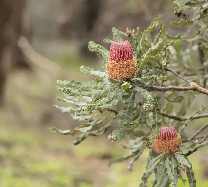 Framed Print : Firewood Banksia Framed Print : Firewood Banksia