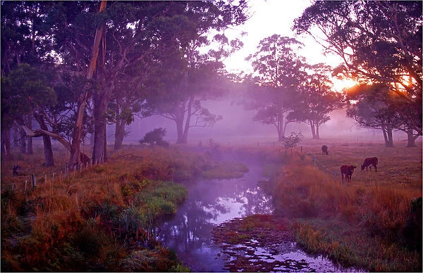 First light of dawn at the Dasher River near Sheffield, central Tasmania