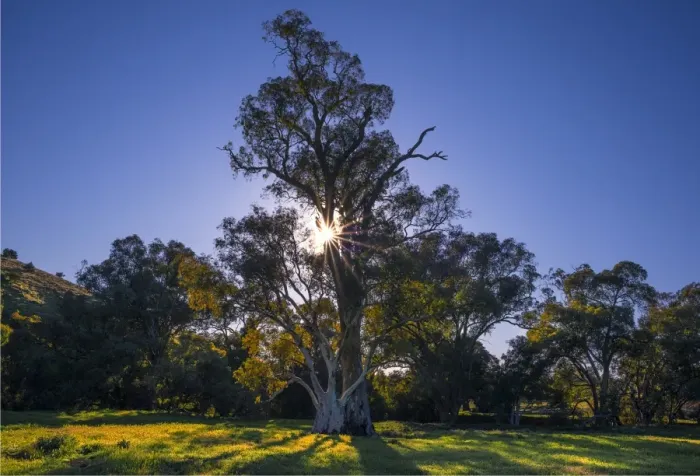 Framed Print : First light of Morning near Wilpena pound, Flinders Ranges, South Australia