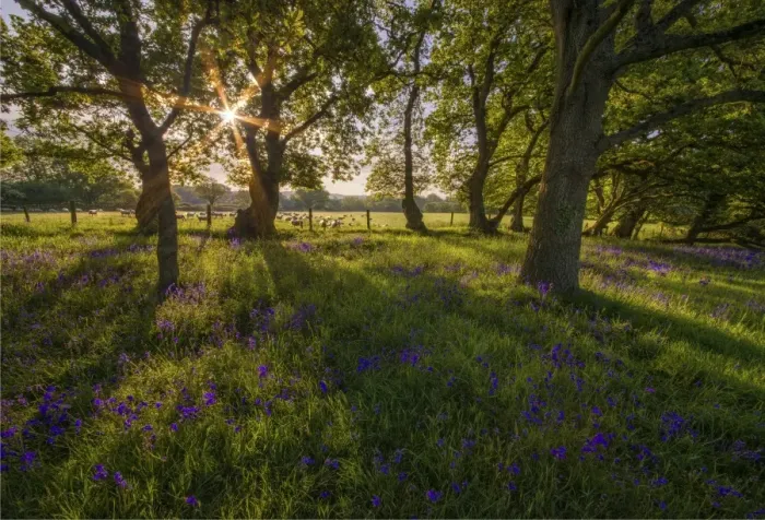 Framed Print : First light at Stokeford