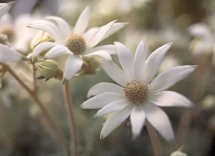 Framed Print : Flannel Flowers on burnt coastal bushland