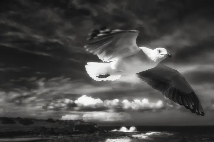 Framed Print : In Flight Framed Print : In Flight