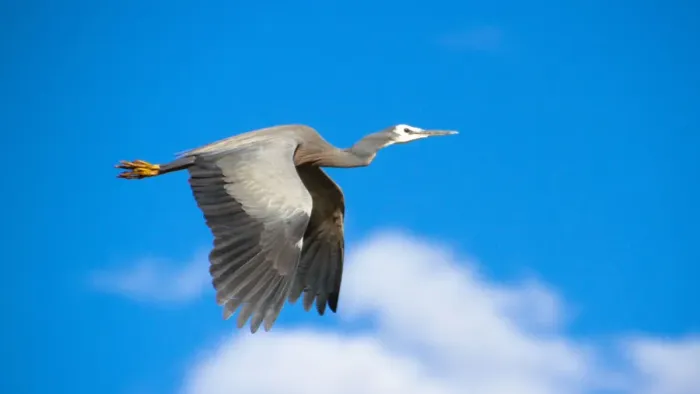 Framed Print : In Flight. White Faced Grey Heron - Sydney Olympic Park Framed Print : In Flight. White Faced Grey Heron - Sydney Olympic Park