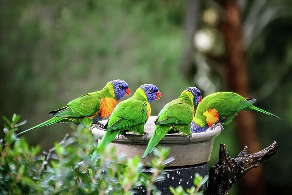A Flock of Rainbow Lorikeets, South Australia
