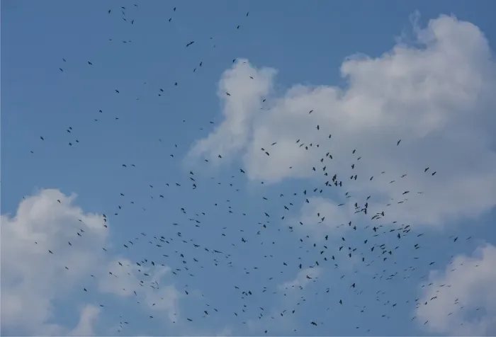 Framed Print : A flock of Ravens lift up from a recently harvested field in Wangdue Phodrang Valley, Bhutan