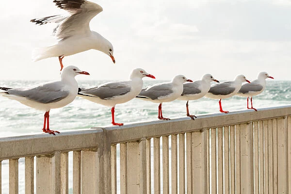 Flock of Seagulls all lined up along a railing over water