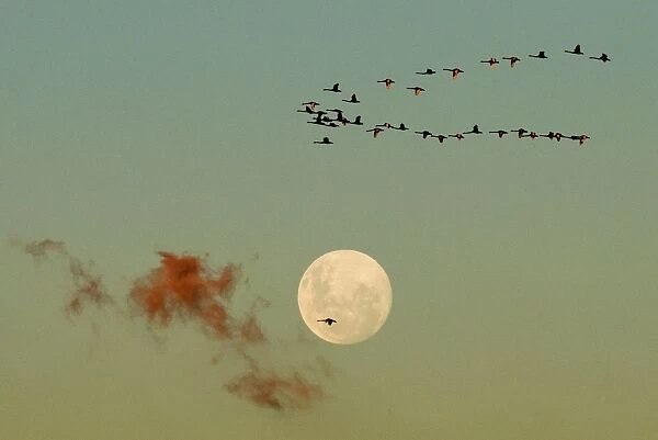 Loner. A flock of swans fly over head against a full moon