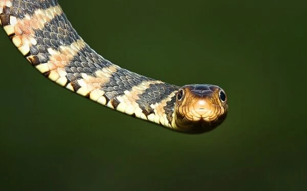 Florida water snake -Nerodia fasciata pictiventris