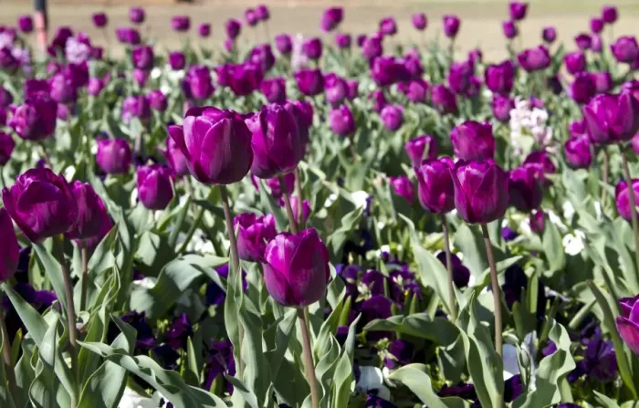 Framed Print : Flower bed