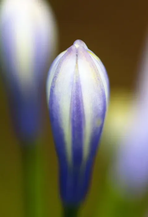 Framed Print : Flower beginning to bud in springtime