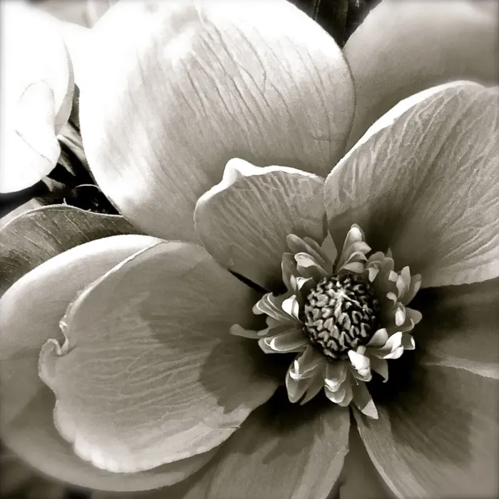Framed Print : Flower Drawing in sepia tones