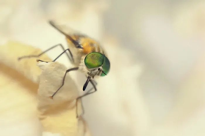 Framed Print : A flower-feeding march fly (Scaptia auriflua) on a rose petal