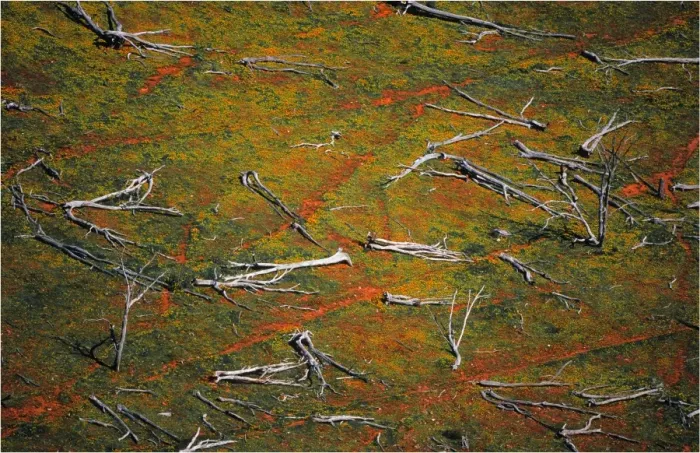 Framed Print : Flowering Cape-weed growing in among dead trees that lie in a paddock in East Gippsland, Victoria, Australia Framed Print : Flowering Cape-weed growing in among dead trees that lie in a paddock in East Gippsland, Victoria, Australia