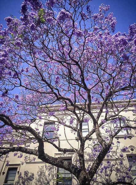Flowering Jacaranda tree in front of Victorian facade