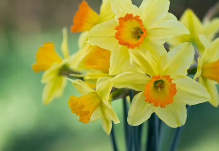 Framed Print : Flowers. Australian Views Botanical: Flowers Framed Print : Flowers. Australian Views Botanical: Flowers