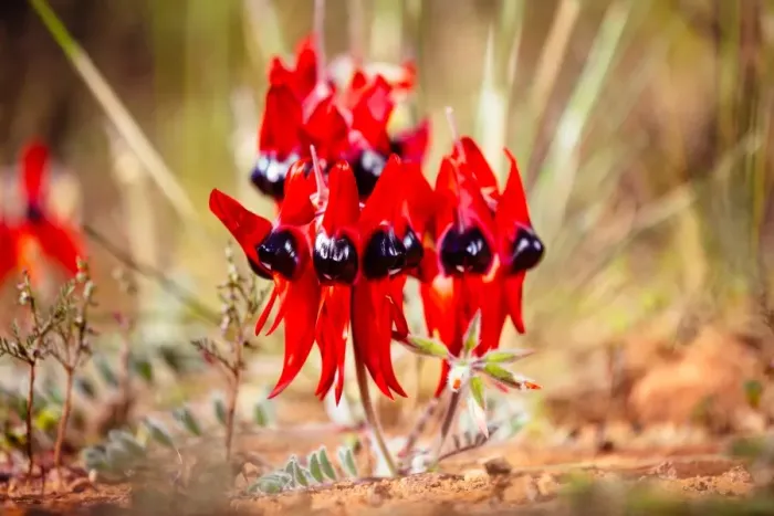 Framed Print : Flowers. Australian Views Botanical: Flowers Framed Print : Flowers. Australian Views Botanical: Flowers