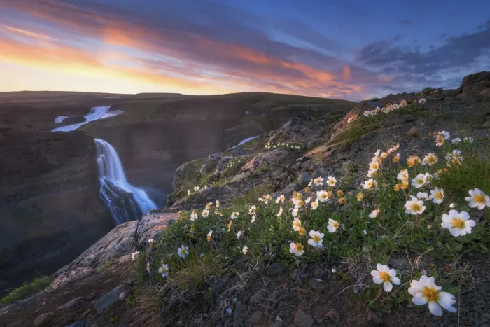 Framed Print : Flowers of Glani fall, Iceland