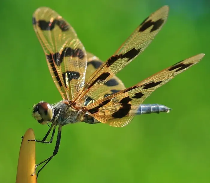 Framed Print : Flutterer Dragonfly Wings