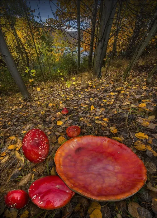 Framed Print : Fly Agaric, in a forest near Twizel, New Zealand, South Island